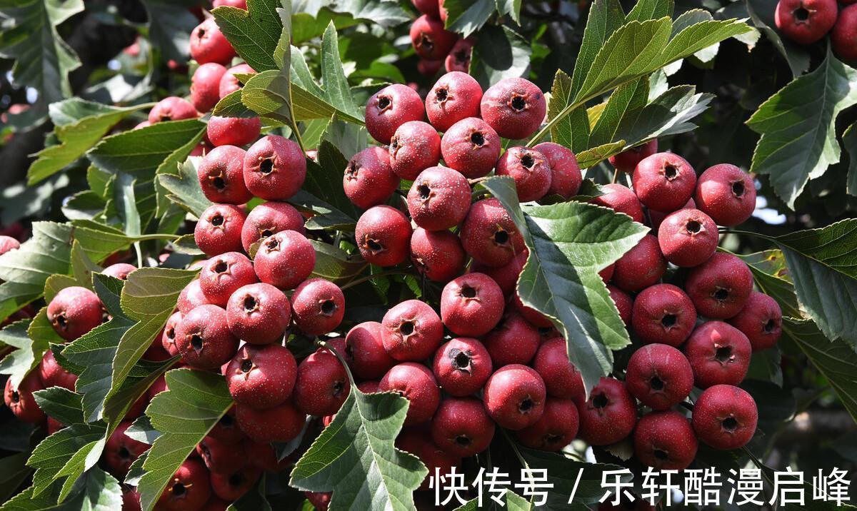 搅拌均匀|中秋来临，这8种“秋果”要多吃，家人团圆必备，降燥润肺两不误