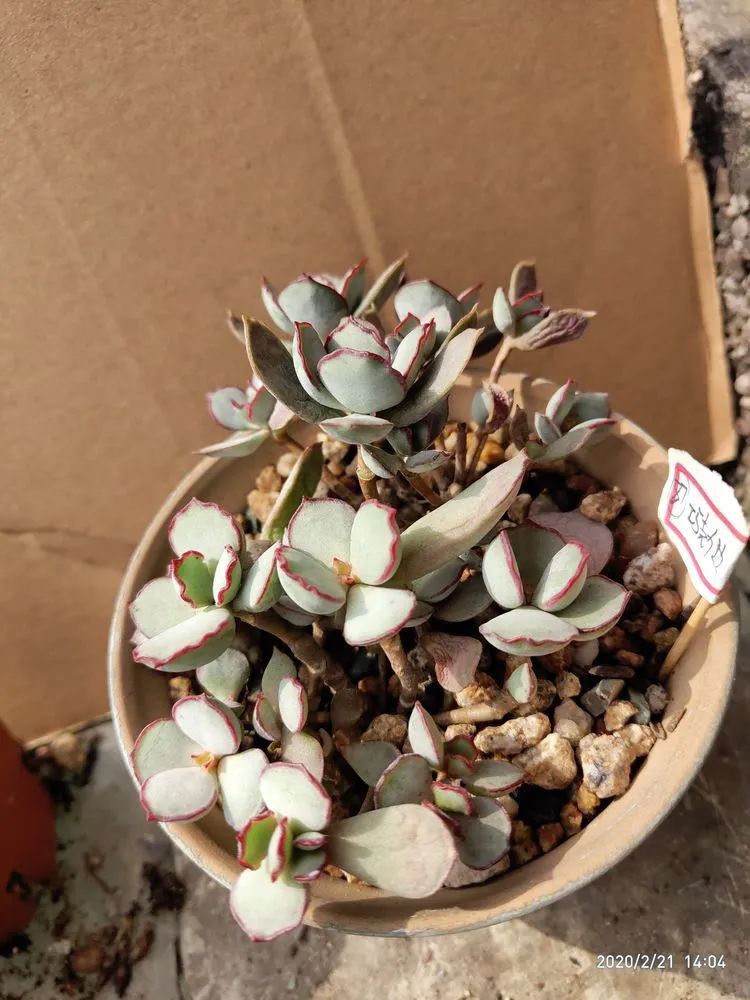 养肉多年的新手我相信它们一定可以变得更美丽！