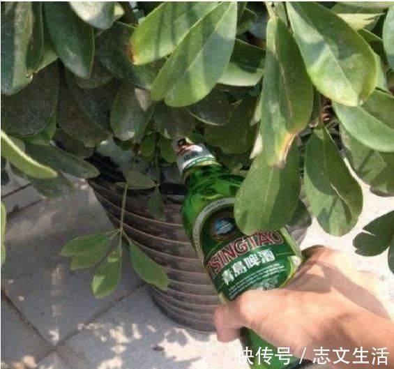 盆土变硬如“石头”，不用换盆，浇这“2种水”，比新土还松软