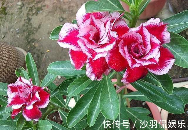 沙漠玫瑰掉光叶子什么时候发芽注意“几点”,发芽快,长势好!