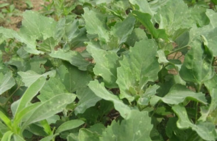 养颜|女性想要身体好常吃3种食物，淡斑养颜，延缓衰老，控制血压血脂