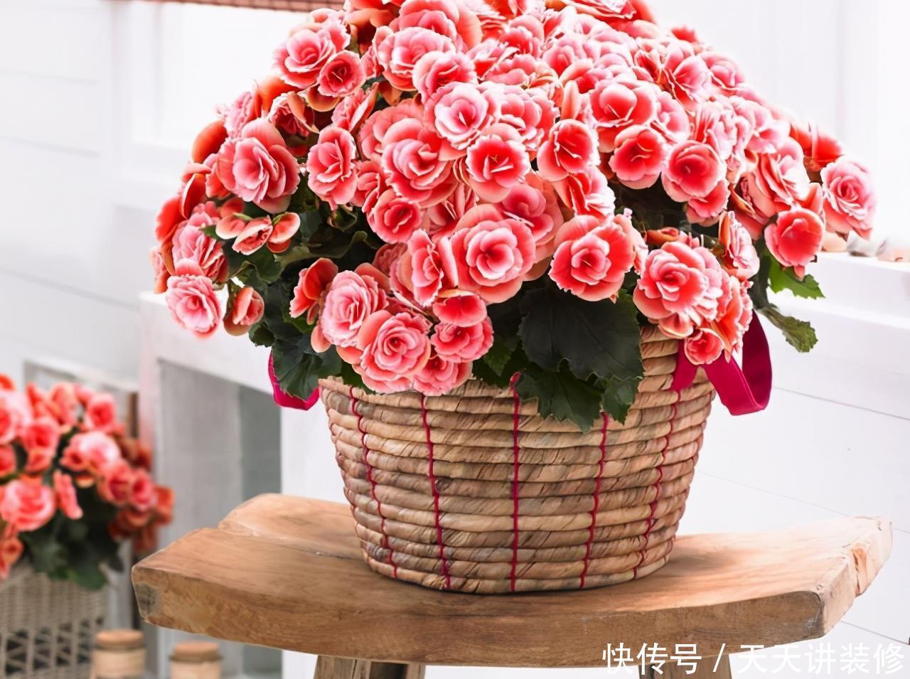 丽格海棠|4种花漂亮“娇滴滴”,新手养它都“没戏”,养一回伤一回