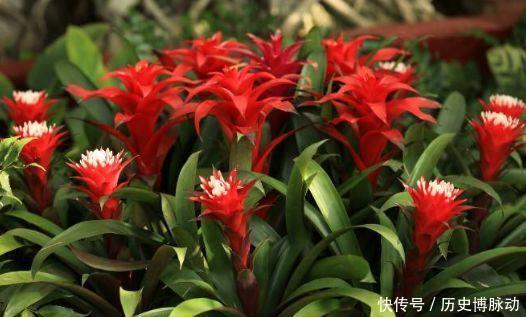 几款花卉花大色艳胜玫瑰，花色鲜艳夺目，花朵美艳迷人