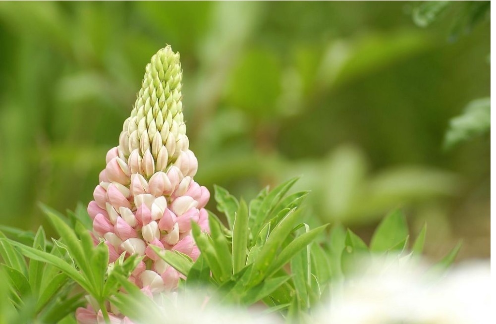 长寿|每天两片药,早1片晚1片,活过100岁!你知道是什么药吗