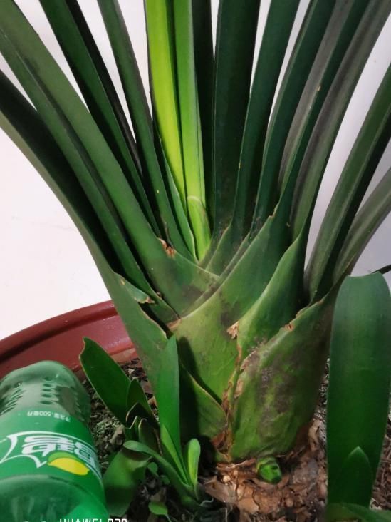 君子兰|君子兰捏着“硬邦邦”?不是“有喜”了,就是满盆“肉虫子”