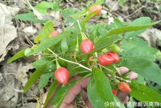 村里无人问津路边我野果,最后一个城里卖到25一斤