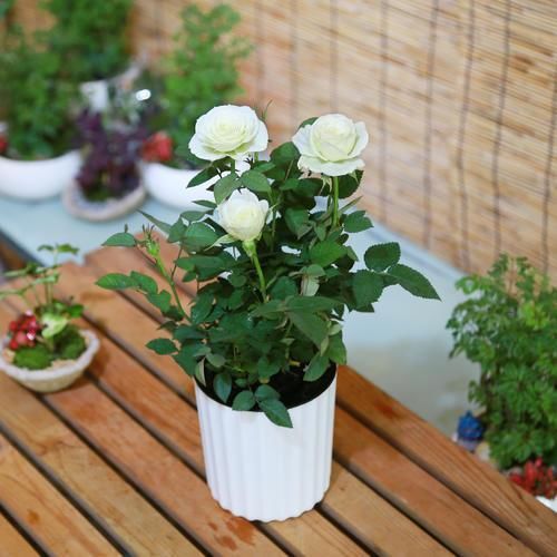 室内养花需要注意什么?初为新手,将这5点做到位就好