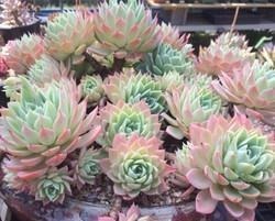 多肉植物越长越丑？3个小技巧，上色美易爆盆，长成群生老桩！