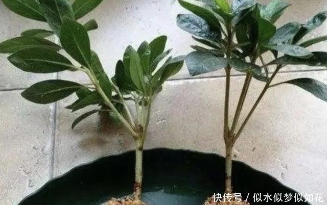 “1种花”夏季扦插,一碰到土壤,“12天”长根系,1年后开满花!