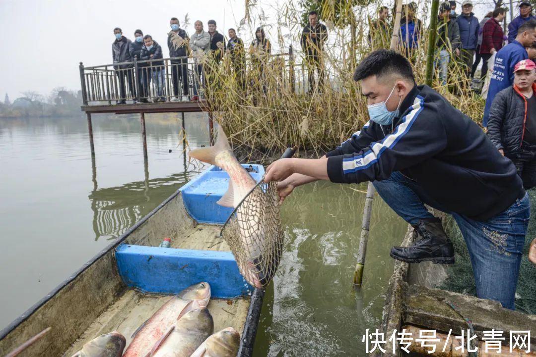 五水共治|大场面！凌晨6点杭州捕起“大家伙”！有人带着麻袋赶来