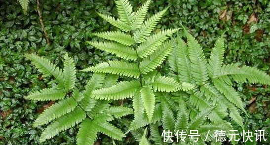 小孩|井边一种草，过去当菜吃，现在当花养，殊不知，小孩吃了能益智