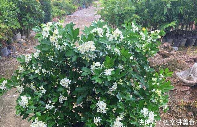 气味|这2种驱蚊草,养在家气味清香又助睡眠,好处多多,你家养了吗?