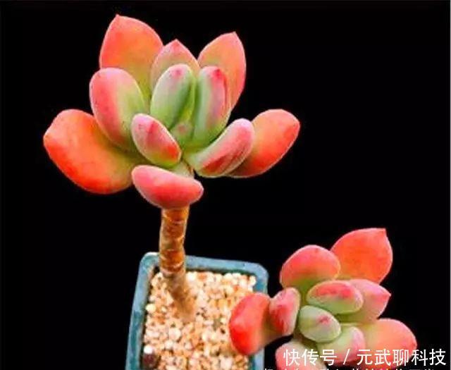 养护|多肉中的“美人系列”,这10种是代表,养护简单颜值高,适合新手