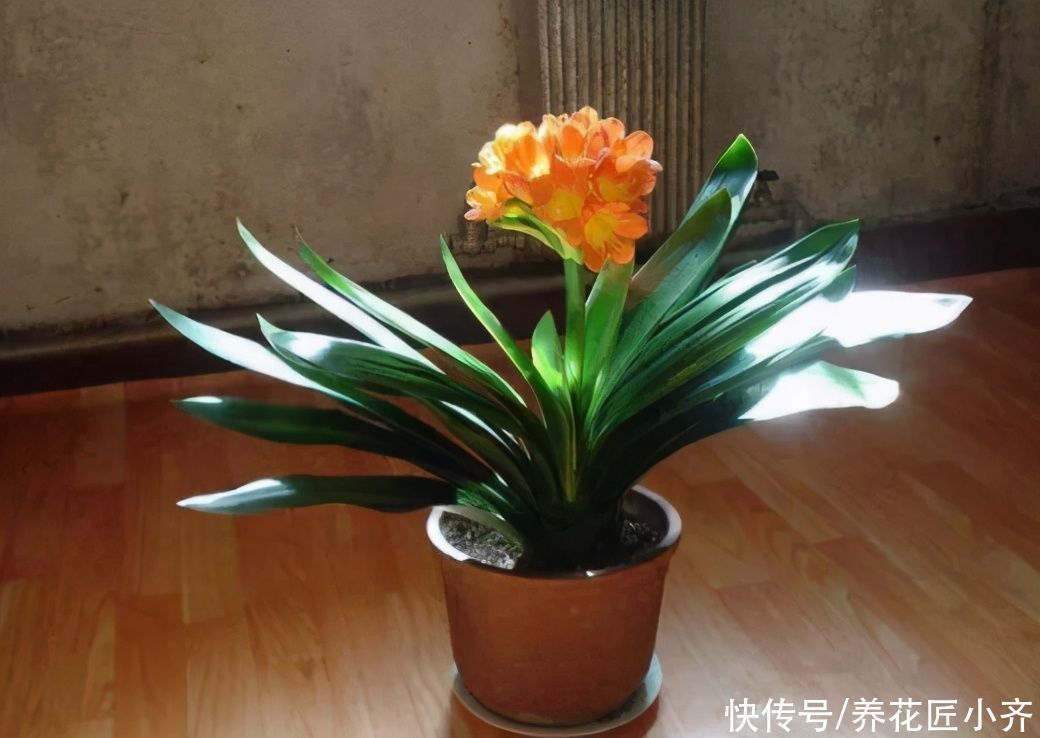 叶片|一年之计在于春,养君子兰做好5个关键,才能让它多长叶