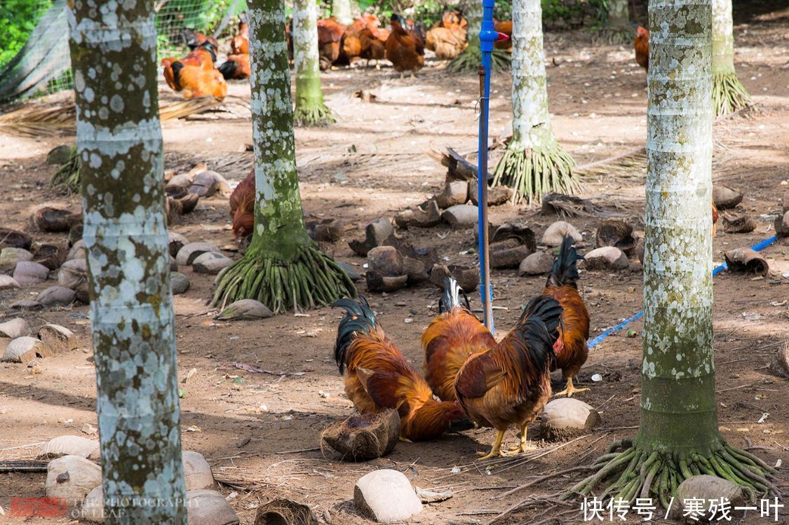 文昌市|寻找正宗海南文昌鸡，原来鸡肉不是煮熟是烫熟的，海南人：没听过