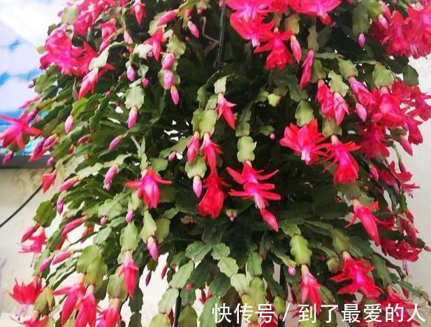 蟹爪兰,仙人掌科附生肉质植物!日常注意4要点,花开爆盆