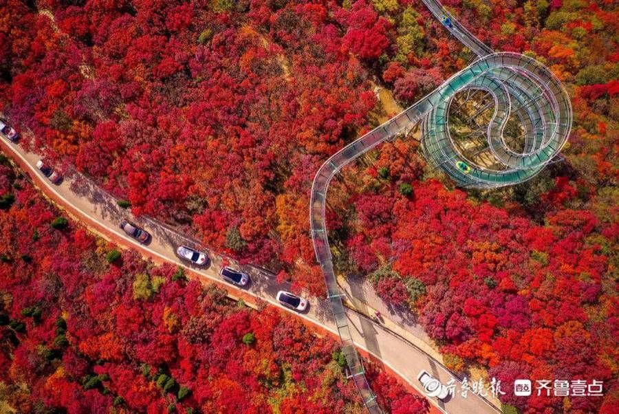 重阳节|柿岩红叶节周四将正式启幕！重阳遇红叶，红叶王国携快乐而来