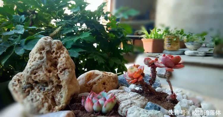 如莲似花,美好心情由你而始!