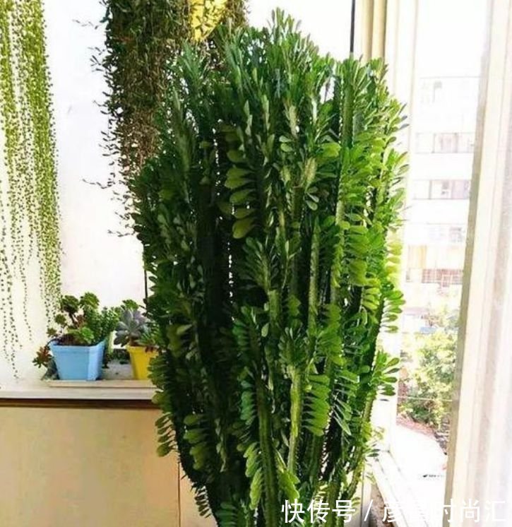 3种花养家里,人养花、花也养人,吉祥富贵,红红火火好运来