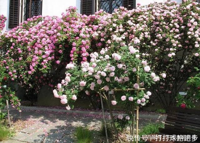 25个拥有中国血统的波旁月季。花朵超大个个丰花,还能爬藤做花墙