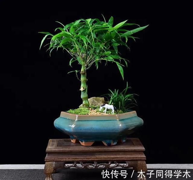 一种“吉祥竹”,清新典雅寓意好,家里养几盆,旺财又守家