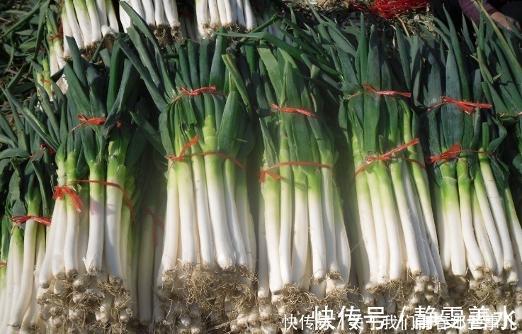 保存大葱，记住2个原则，学会2个方法，3个月不坏，不干瘪不空心
