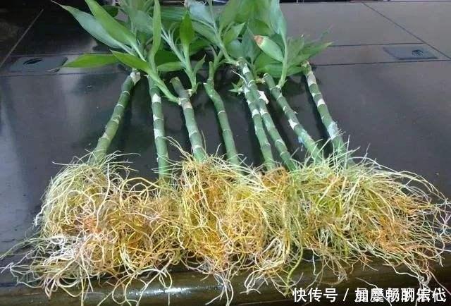 花盆|4种垃圾家家都有,垫在花盆里,半年长出白菜根早看少吃亏