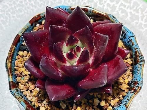 都知道这3款多肉不好养，但是真的很漂亮，愿意尝试的花友真不少