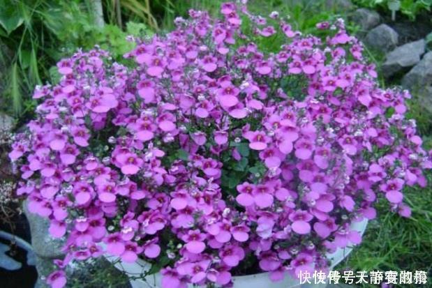 养花|新手养花,就选花卉独一无二,好养活易开花的花卉,值得拥有!