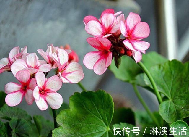 利用|养花旧土再利用，变成养花肥土，啥花都砰砰开花