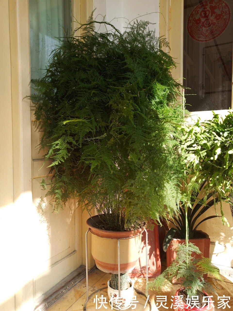 植株|张大爷家文竹养6年，长到1米5，变成粗壮、翠绿盆栽，年年开花