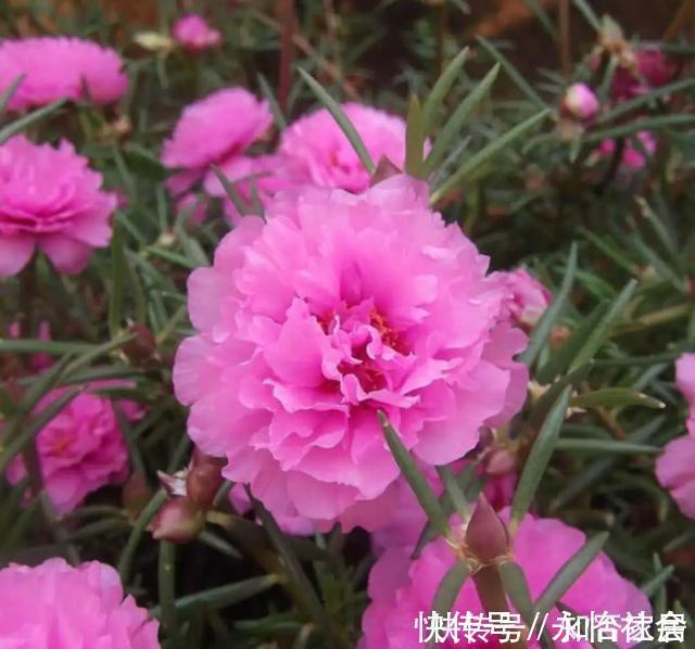 养花技巧:折腾不死的25种花,咋养都爆盆,懒人最适合