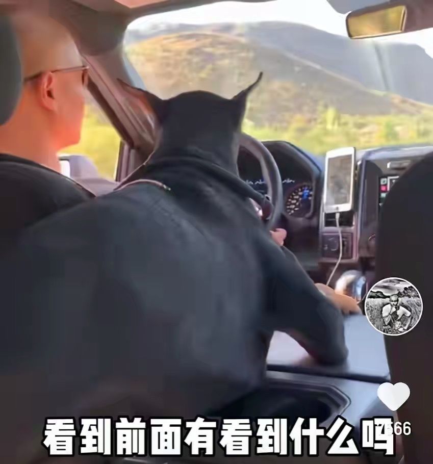 乐嘉自媒体晒万元宠物狗，开百万豪车，出来就怼上了田园女拳？