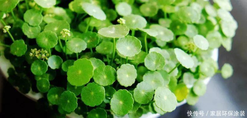 这个花随便掐个枝条就能养爆盆!