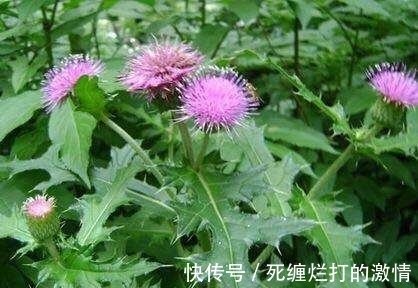 野菜|这种野草俗称恶鸡婆，农村常用来喂猪，如今却是极品野菜