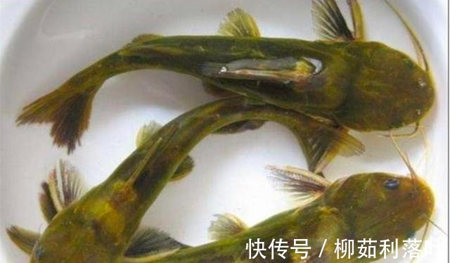 黄骨鱼|冬季7种鱼最肥美,肉质鲜嫩,营养健脑,孩子常吃记性好!