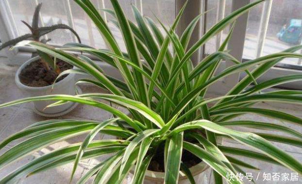 给花配土换盆的时候,4种东西别乱加,不然花卉难养好