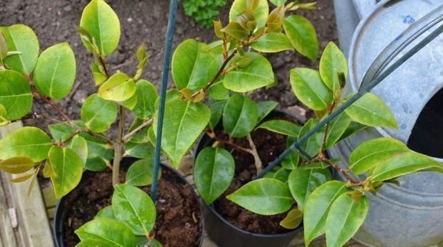 绣球花|这几种花这时候扦插最合适,不怕热生根快,今年不行动还要等明年