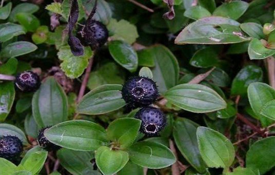 生長于鄉下的“天然鈣果”，含鈣7倍多，潛力巨大