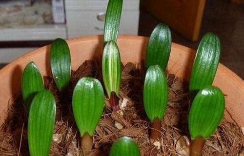 扦插|扦插怎么保证成功率这几个“小玩意”不能少，用了就有效