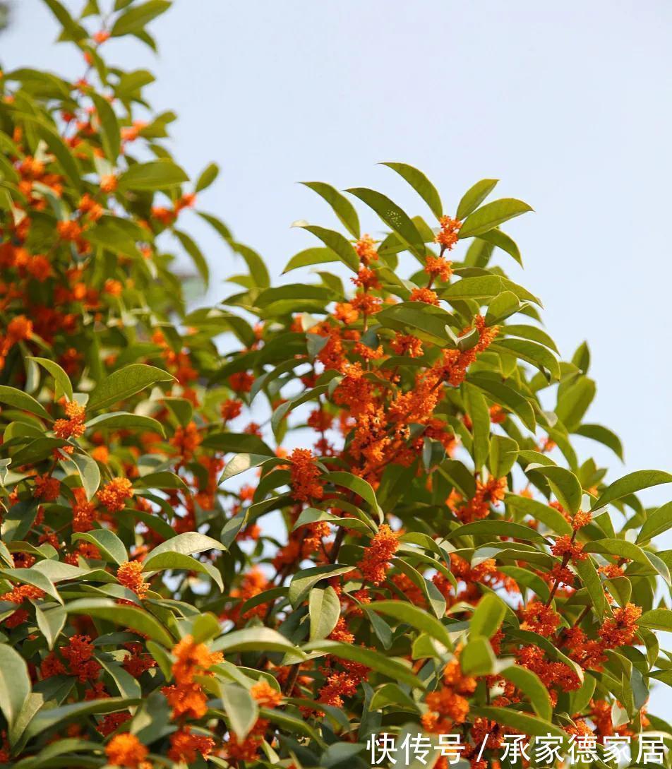 秋季|秋天最美花有哪些？给你推荐10种，看和你想的一样不？