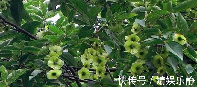 清热解毒|女人常吃以下3种野菜，清热解毒、美容祛湿，还能提高免疫力