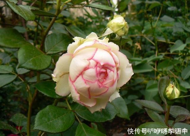 粉色|5款唯美粉色月季。美人如玉粉妆琢,粉色娇羞白如雪。抗病好养