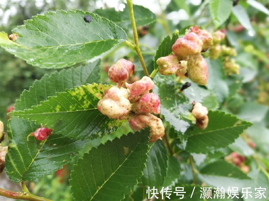 本草拾遗|农村能治牙痛的树,嚼2片叶子就可以,农民却称它为“鸡屎树”