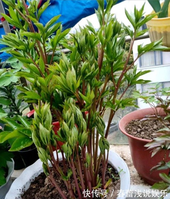 花型|最漂亮的“草本花卉”,花朵跟牡丹花一样漂亮,很值得养,别忽略