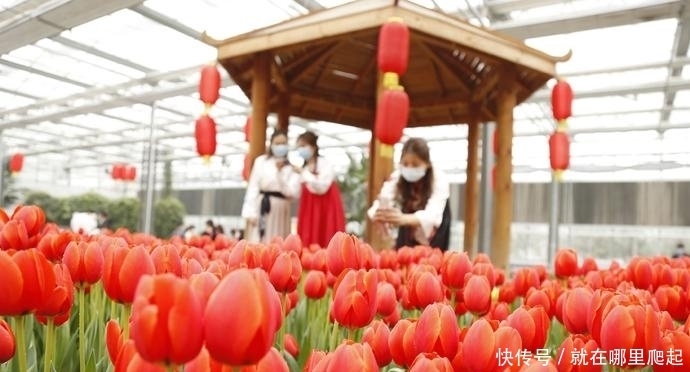 老年|(社会)河北邢台:郁金香盛开迎客来