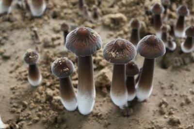 一种神奇的人间仙草，补肾健脑，养心安神，3种吃法堪比冬虫夏草