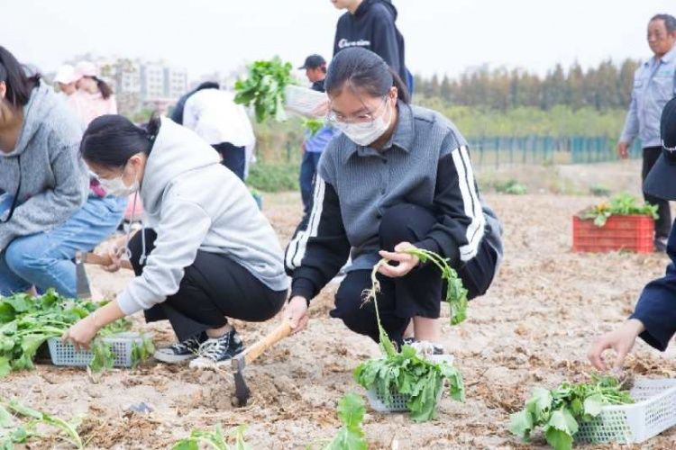 浦东|浦东这所学校的新生必修“种田”课 农活合格方毕业