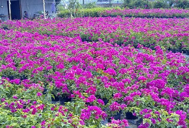 开花|三角梅开花越来越少,是“它”在作怪,盆里撒1把粪,下次开爆盆