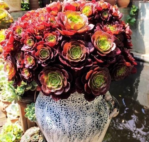 景天科|3种多肉别嫌丑,这样控养秒逆袭,变身后,“仙气飘飘”惹人爱!